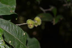 Mallotus aureopunctatus